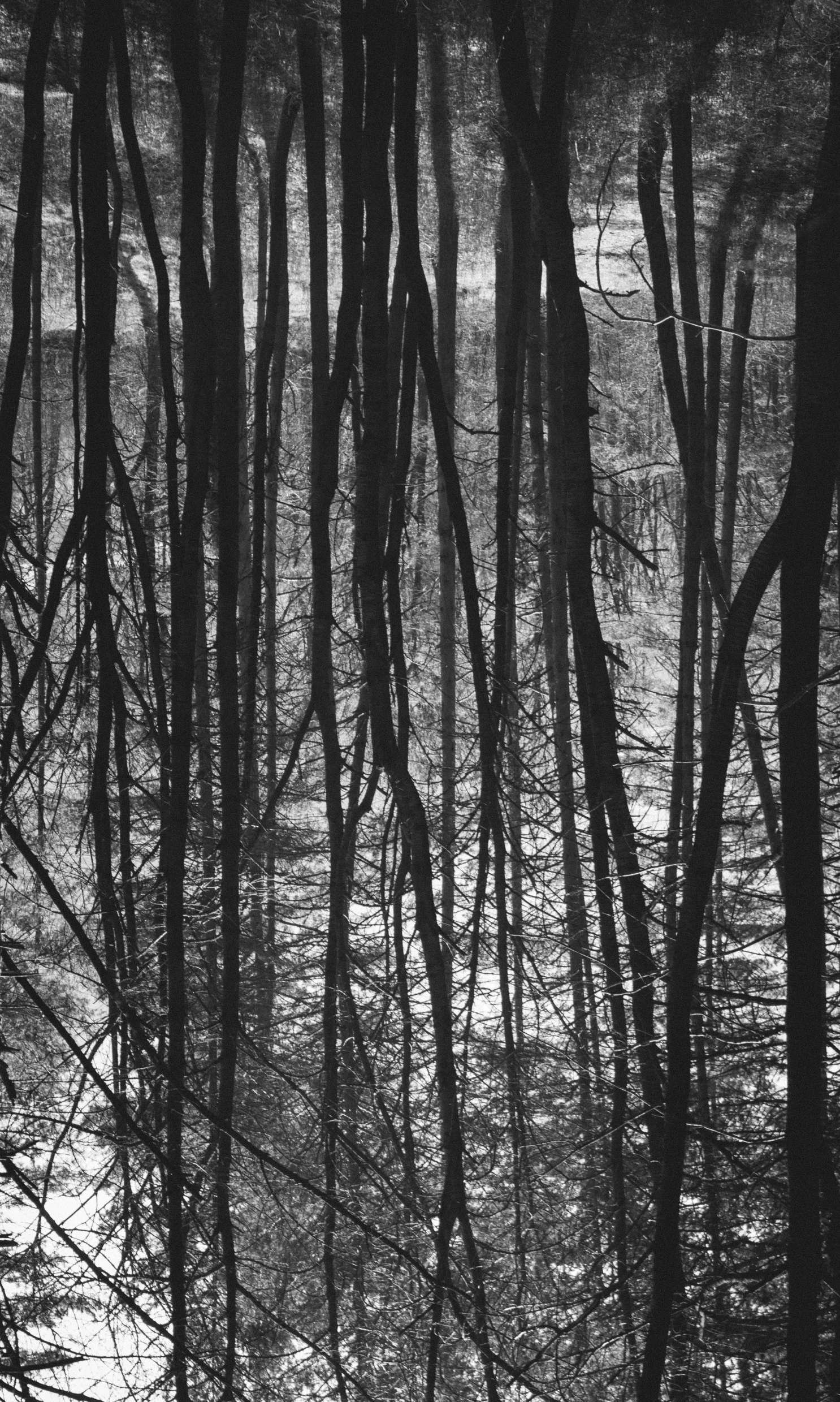 black and white trees in a forest are shown