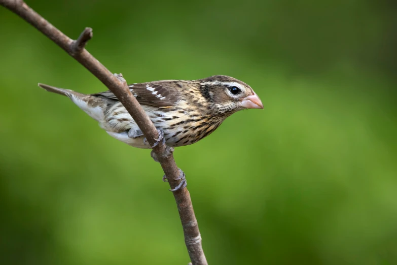 a brown and black bird perched on top of a wooden nch