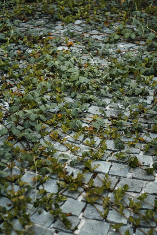 green and white plants grow on a brick walkway