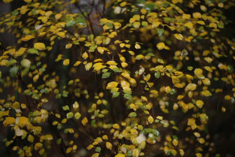 close up of a bush with small yellow flowers