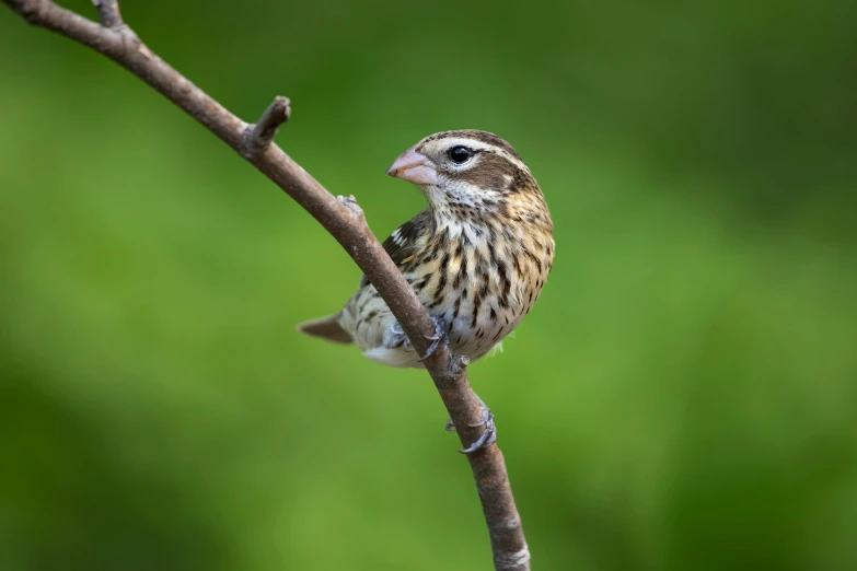 a small bird sits on a thin nch