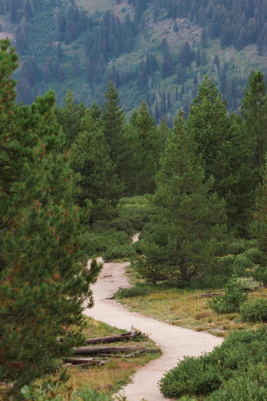 a man and his dog hiking a trail through the woods