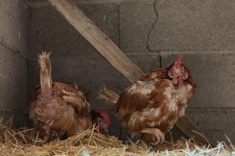 two chickens that are sitting in hay