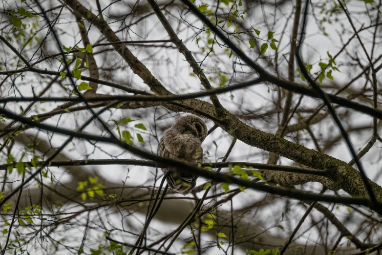 a bird sitting in a tree looking straight ahead