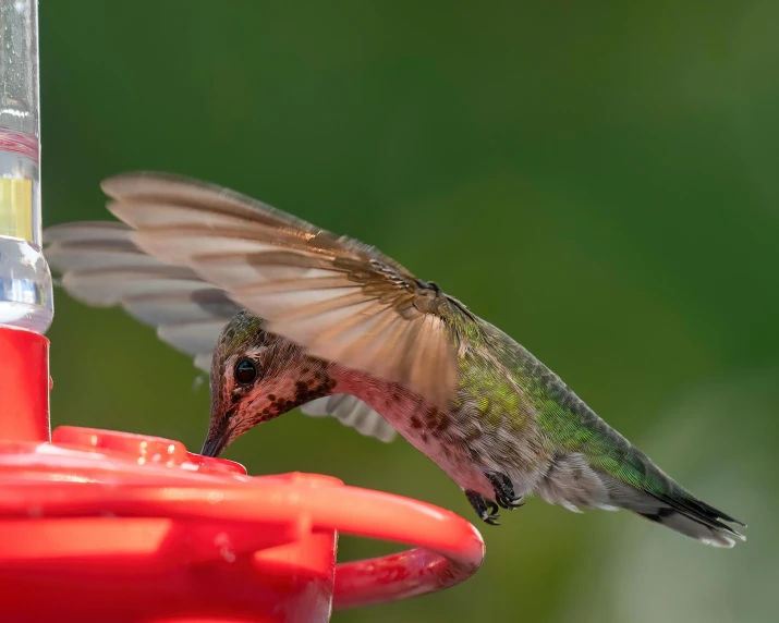 a hummingbird drinking out of a bird feeder