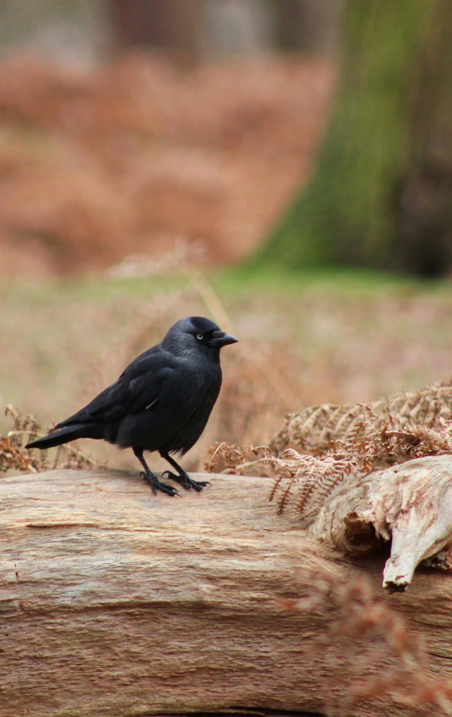 a small bird sitting on top of a wood log