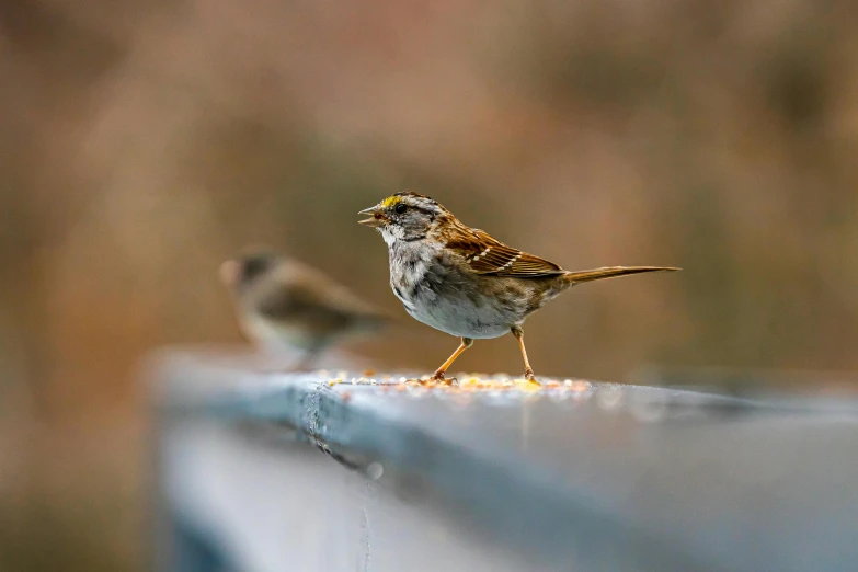 two birds one standing on the edge and one sitting on the ground