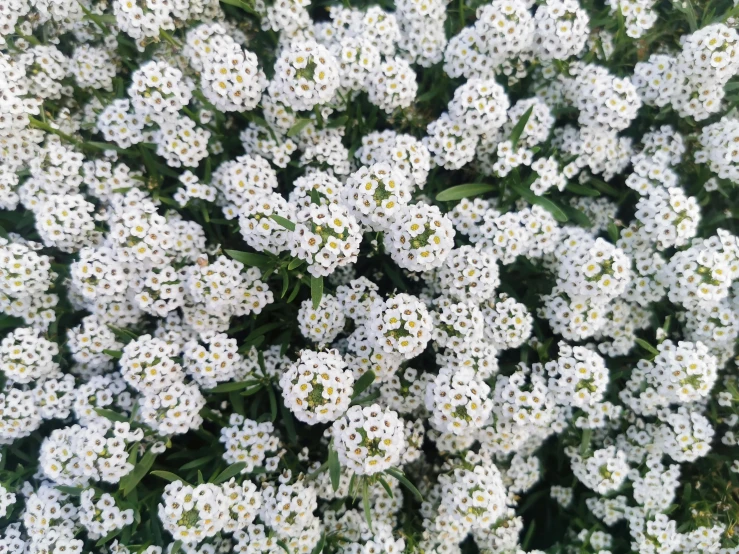 white flowers with green leaves closeup on a plant