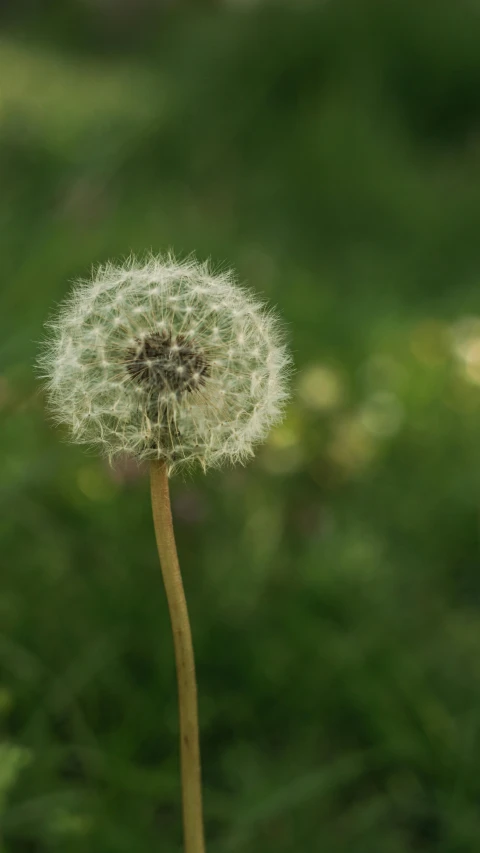 a dandelion blowing in the wind outside