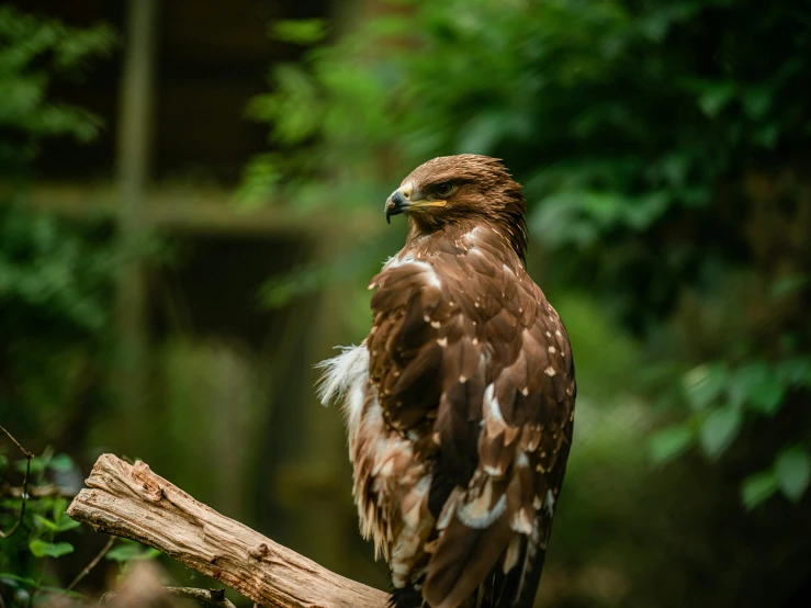 an eagle sits on a tree nch in the forest