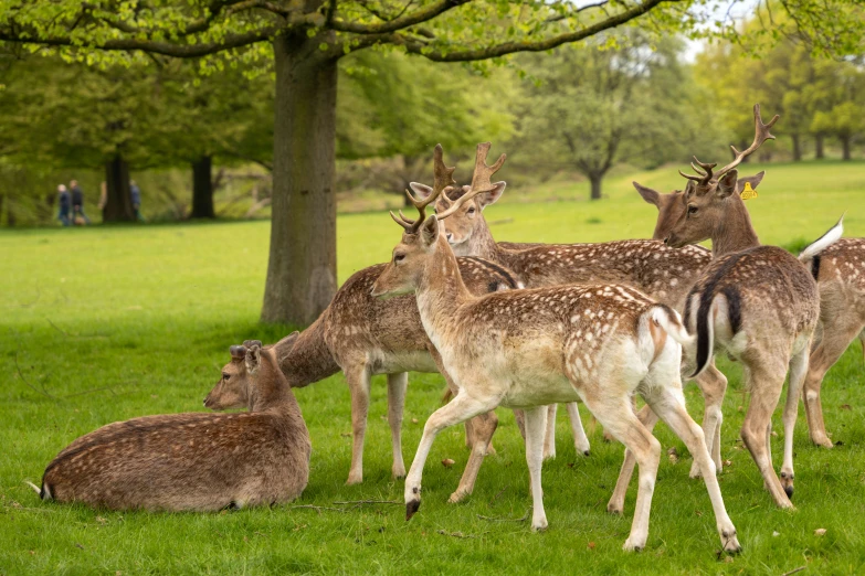 several deer are standing and sitting in a field