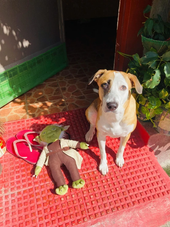 a dog looking up at its owner, while they are outside