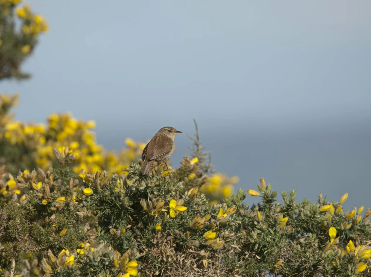 a bird is perched on top of a bush full of yellow flowers