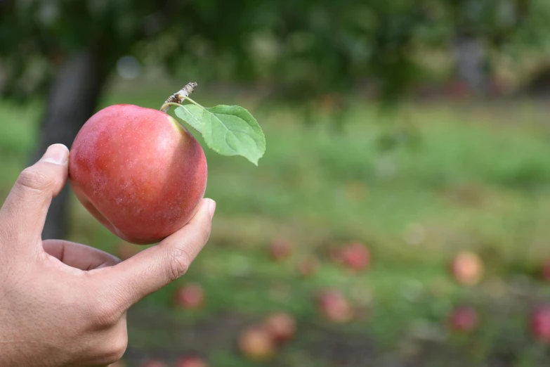 hand holding ripe peach fruit in foreground of green grass