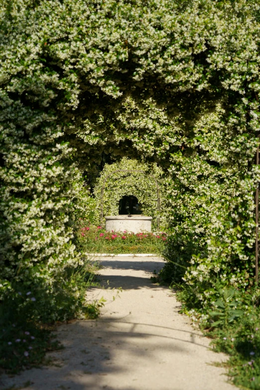 a road leads into an archway of ivy covered foliage