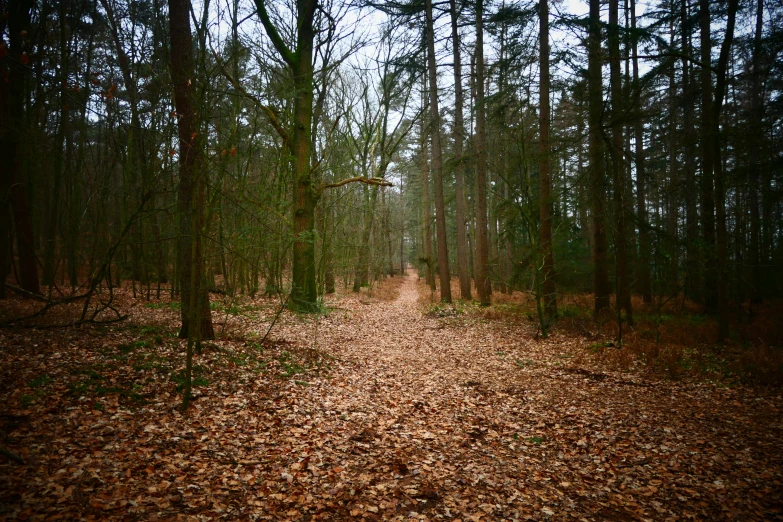 a trail that is running through a forest