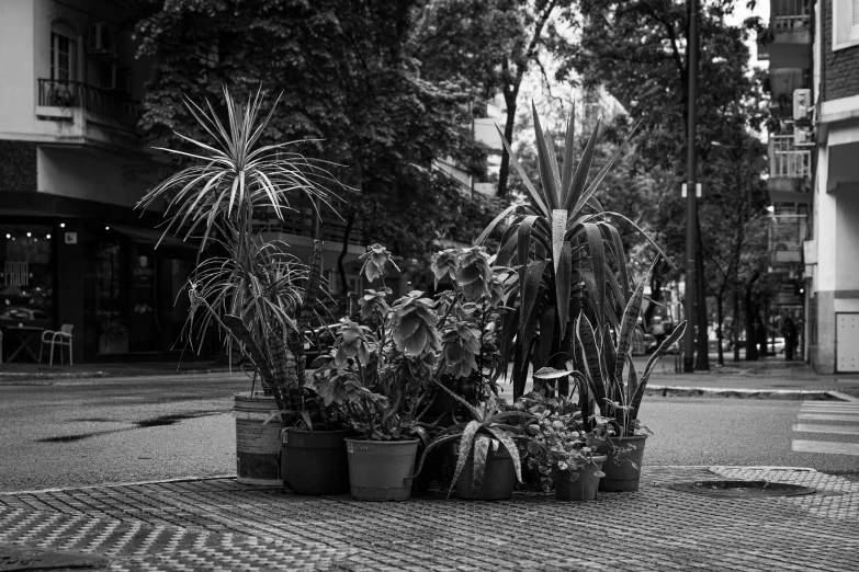 a small potted plant on a paved area near buildings