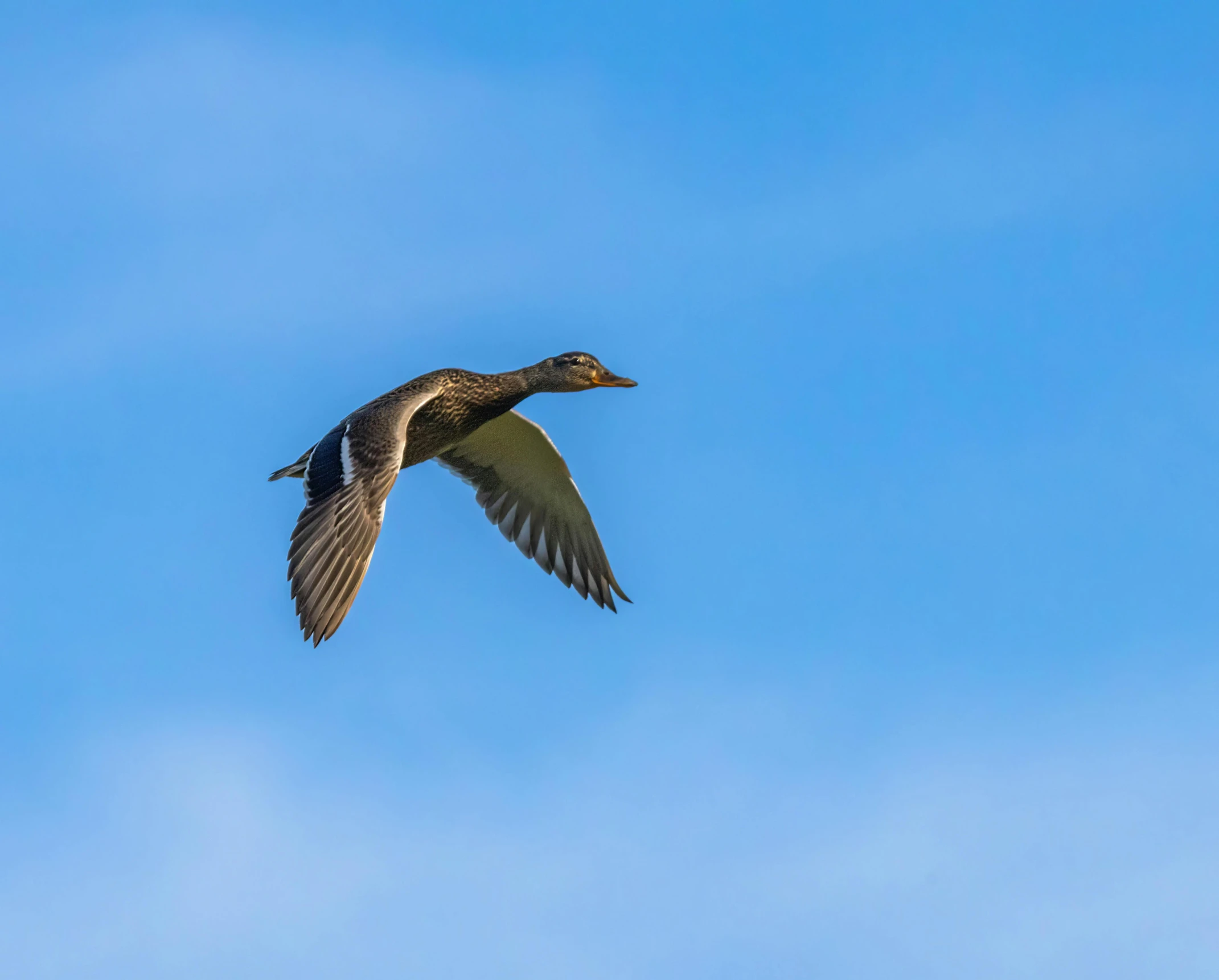 a duck flying in the blue sky