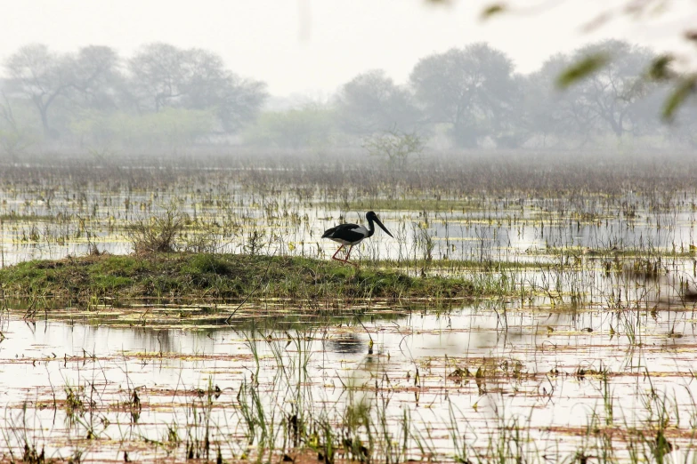 a bird standing in the middle of some water