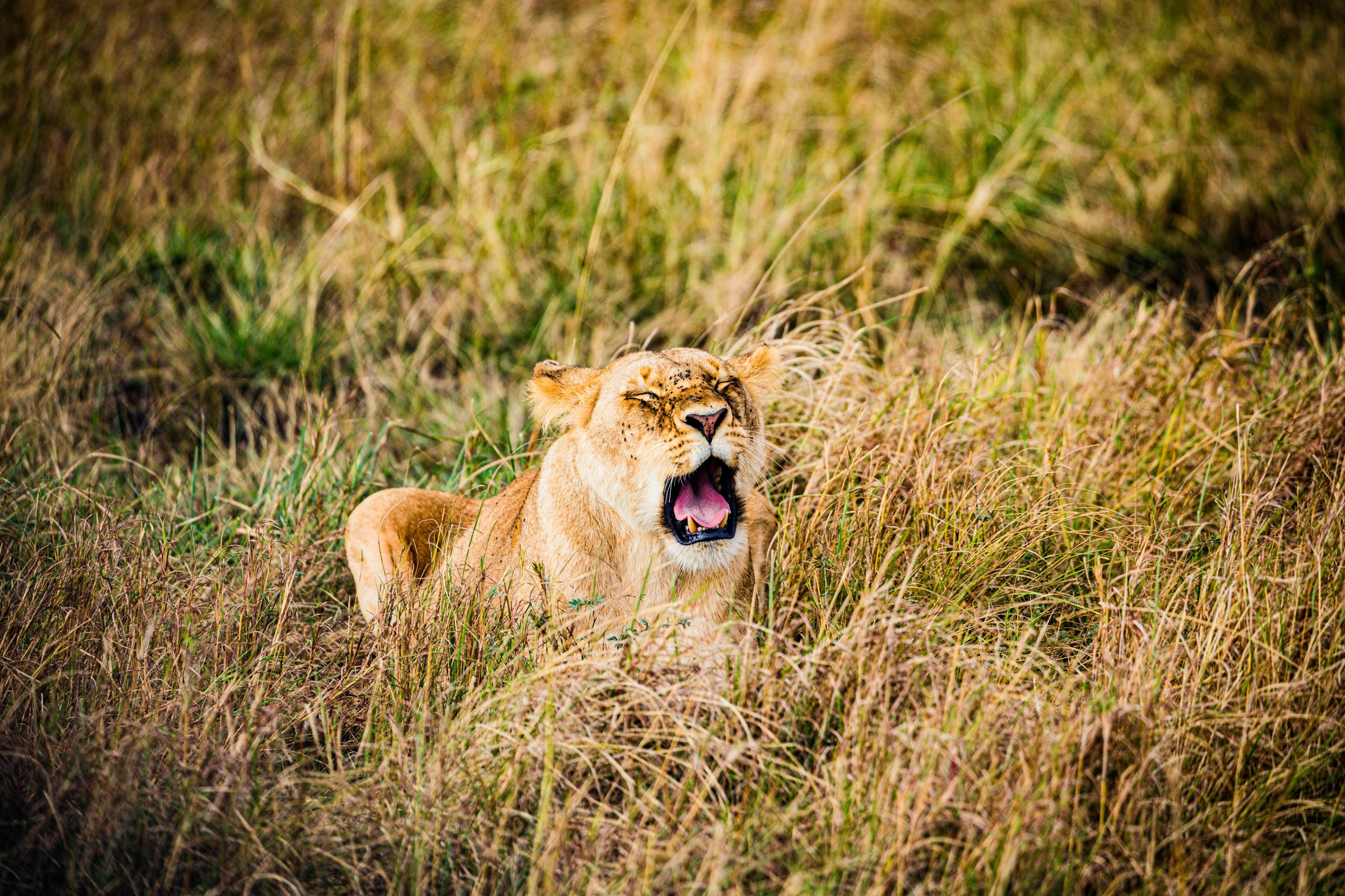 a small lion snarling in the tall grass