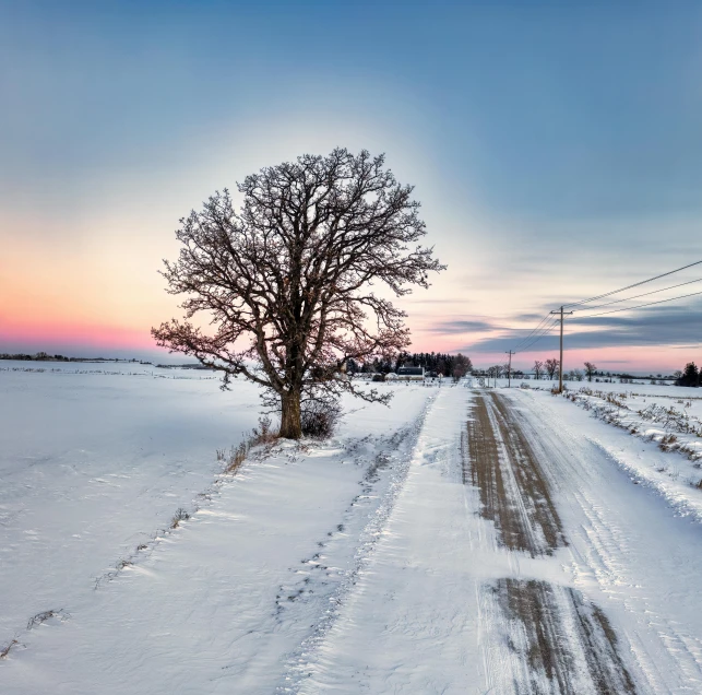 a snowy road leads to a tree and telephone pole