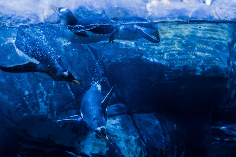 two sea animals swim near the water, near rocks