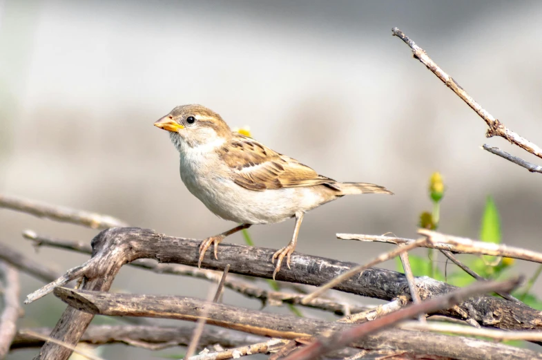 a bird sitting on a nch of a tree