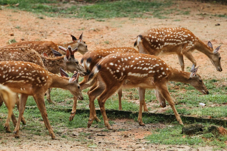 a group of deer grazing on the grass