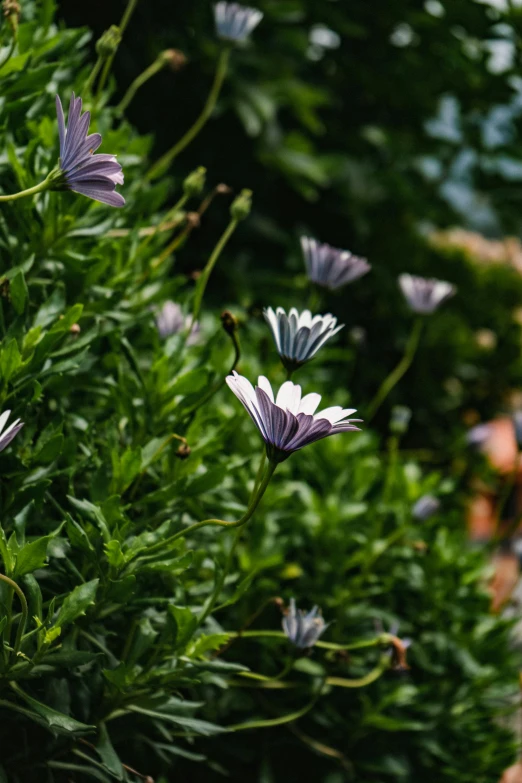 small purple flowers grow near a bush in the sun