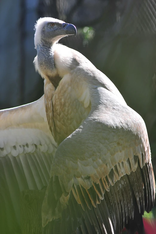 a bird spreads its wings on top of a plant