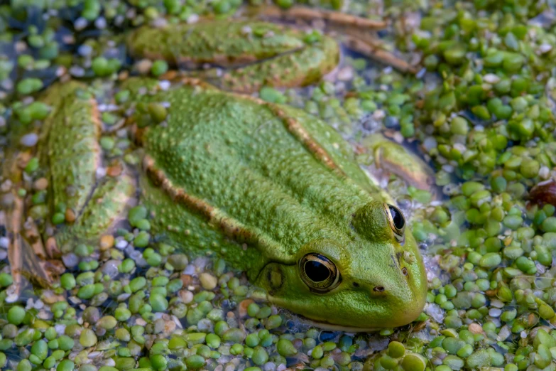 a frog that is sitting on some green beans