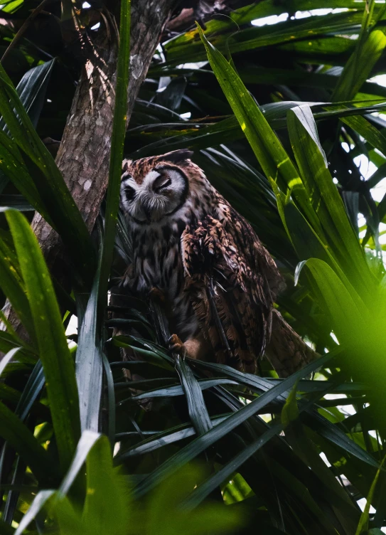 a brown and white owl sitting in palm leaves