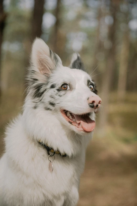 a dog standing in the woods with trees in the background