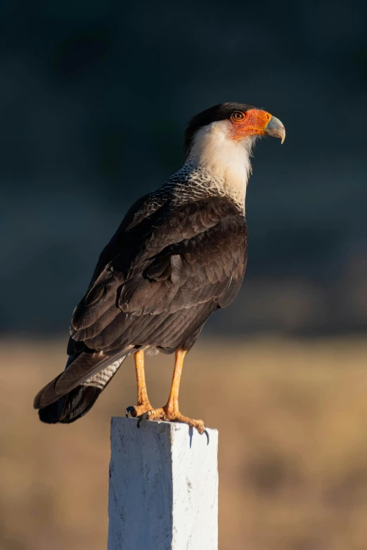 a large bird with a bright red beak and black body sitting on the tip of a post