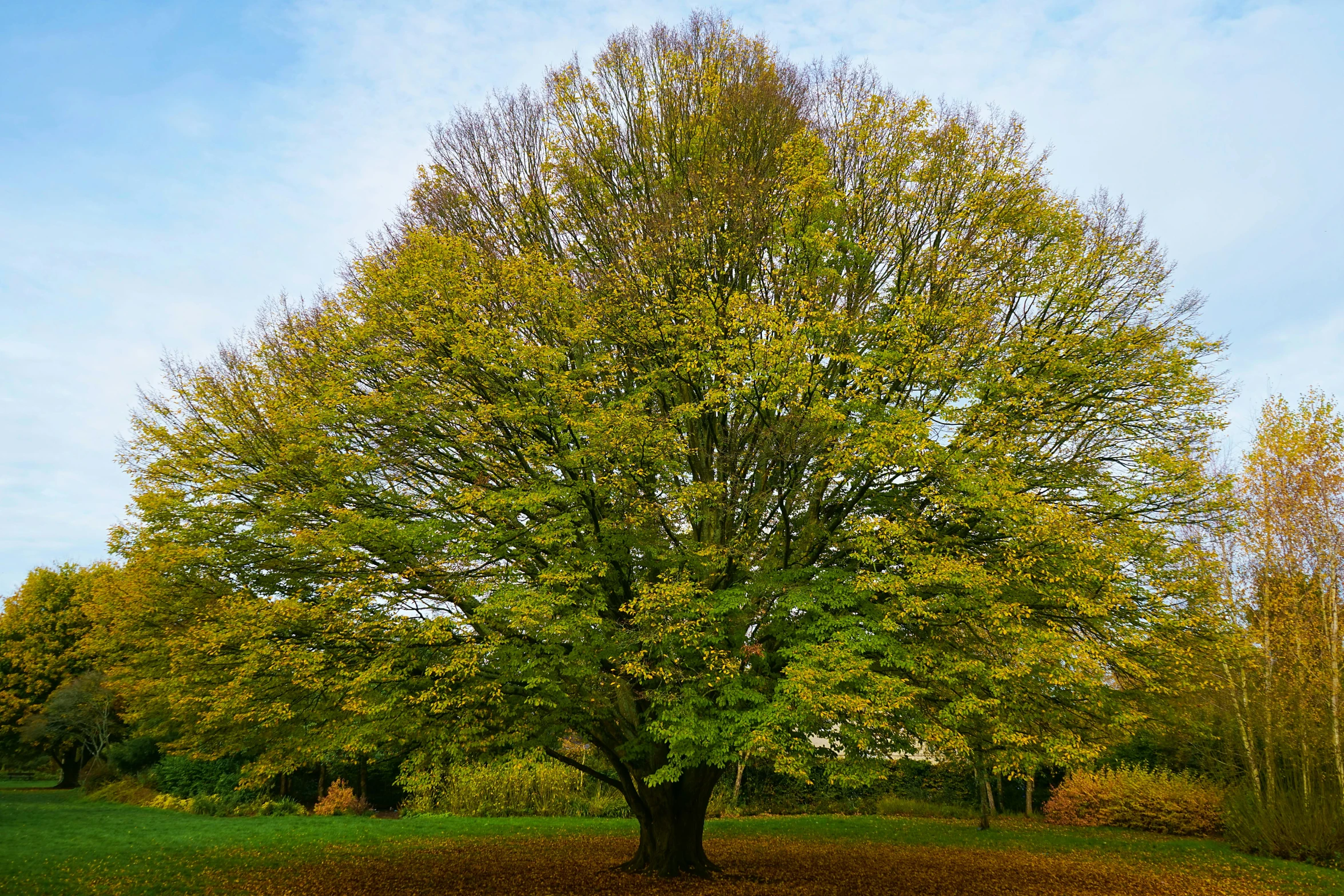 a very tall and pretty tree in the middle of the field