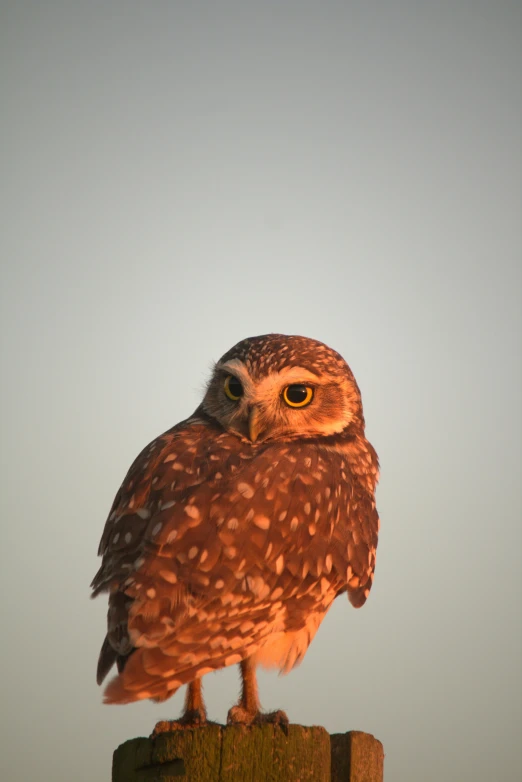 a bird perched on a wooden fence post