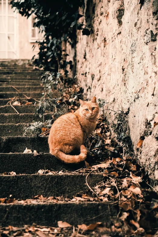 a cat is sitting outside on some steps
