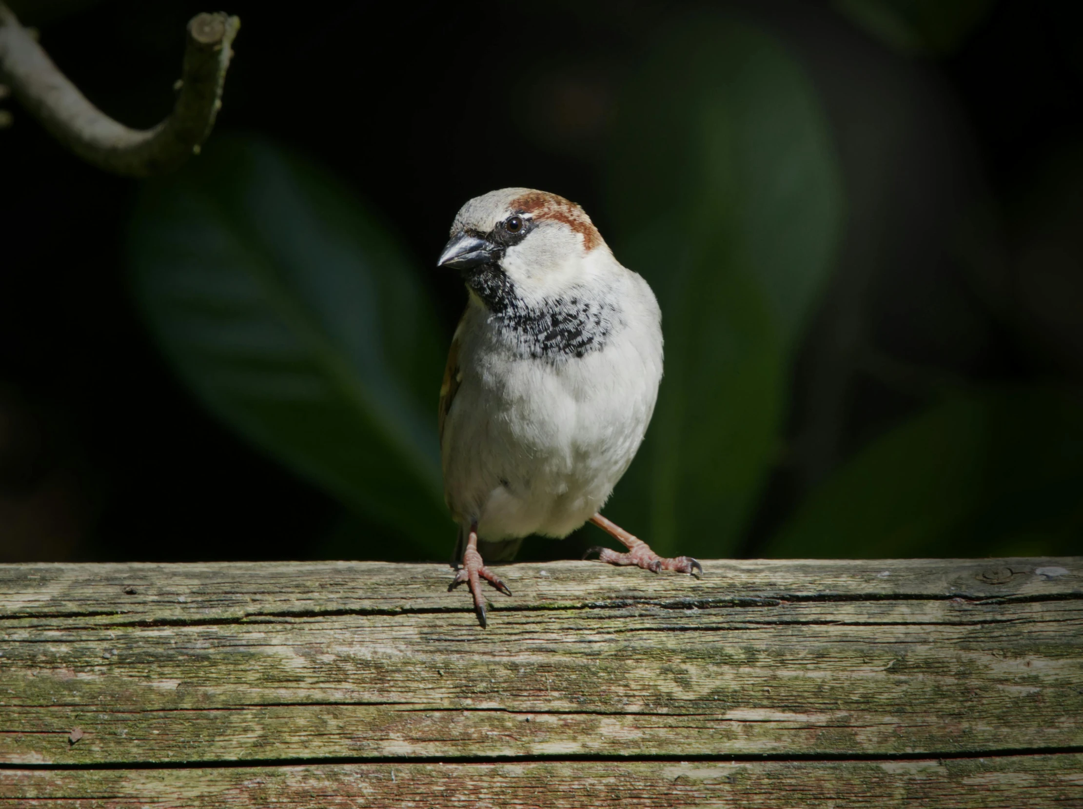 a white and brown bird is standing on the ground