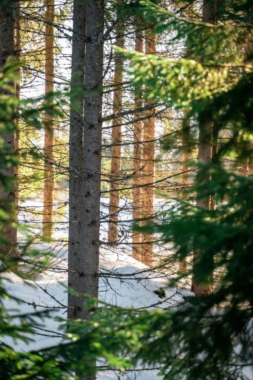 looking through the nches of trees to a platform in the woods