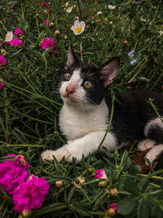 a black and white cat sitting in the middle of pink flowers