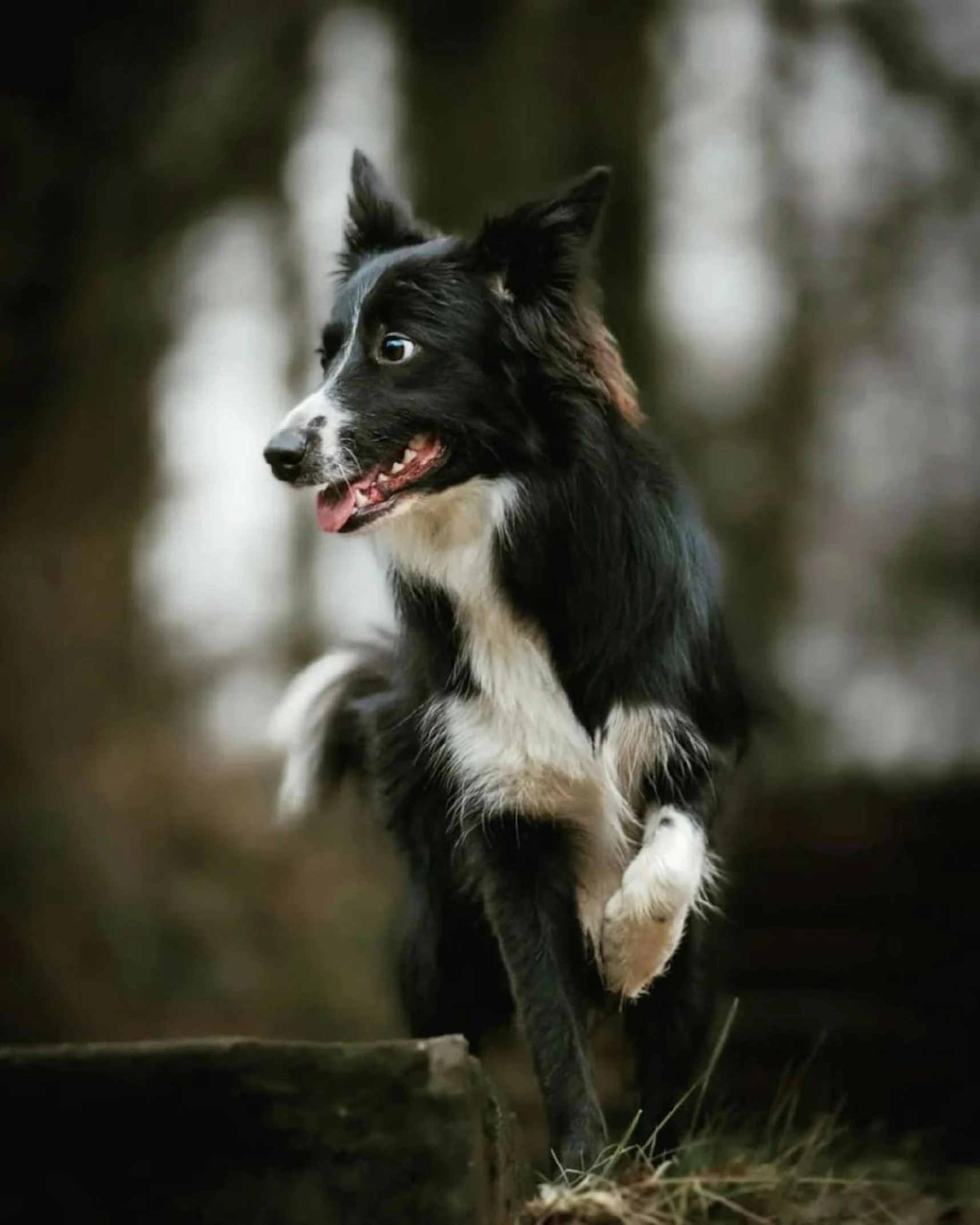 a dog jumps up in the air near some trees