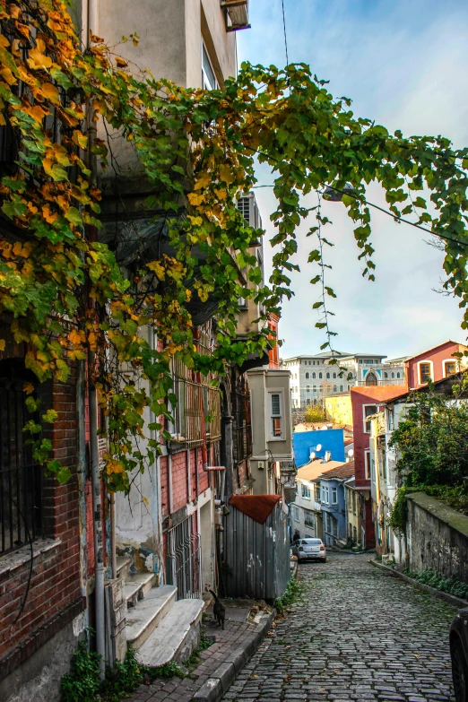 a brick street is surrounded by vines and buildings