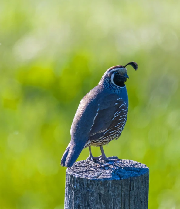 the bird is sitting on top of the post