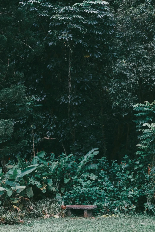 the back side of a woman and a man walking through a lush green forest