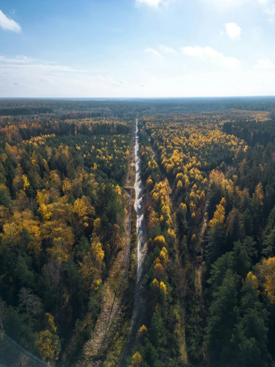 a car drives down a road in the middle of a forest