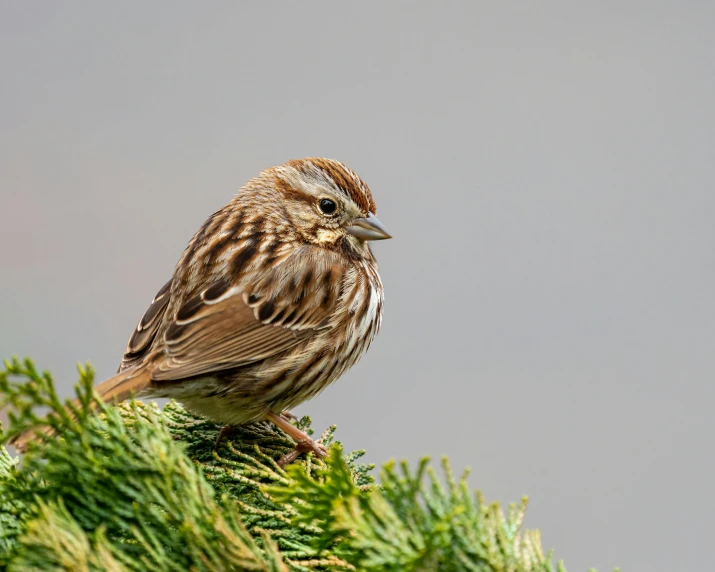 the little bird is standing on a tree limb