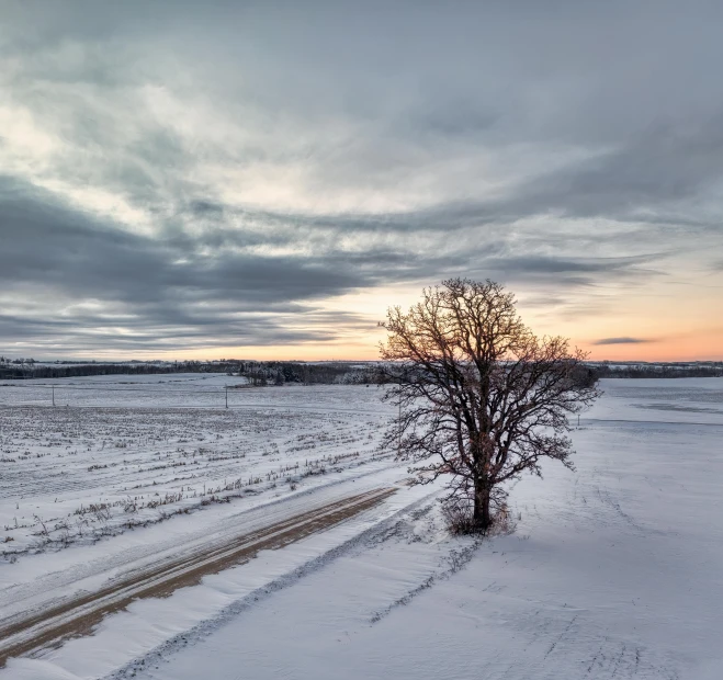 a tree and a snowy road with sky in background