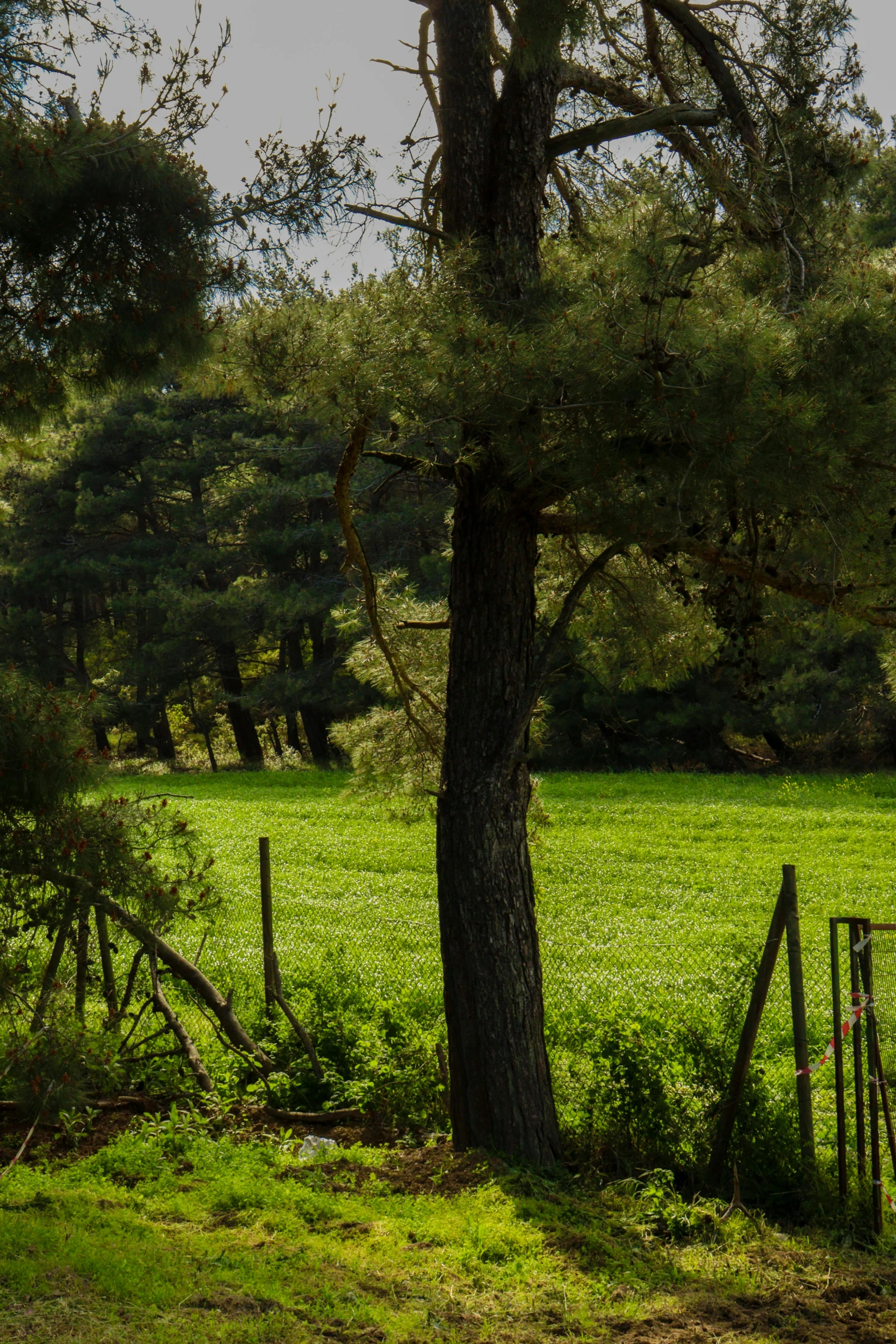 an open grassy field is shown under trees