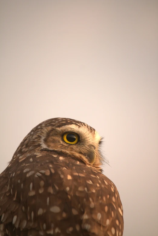 the large bird has yellow eyes on his head