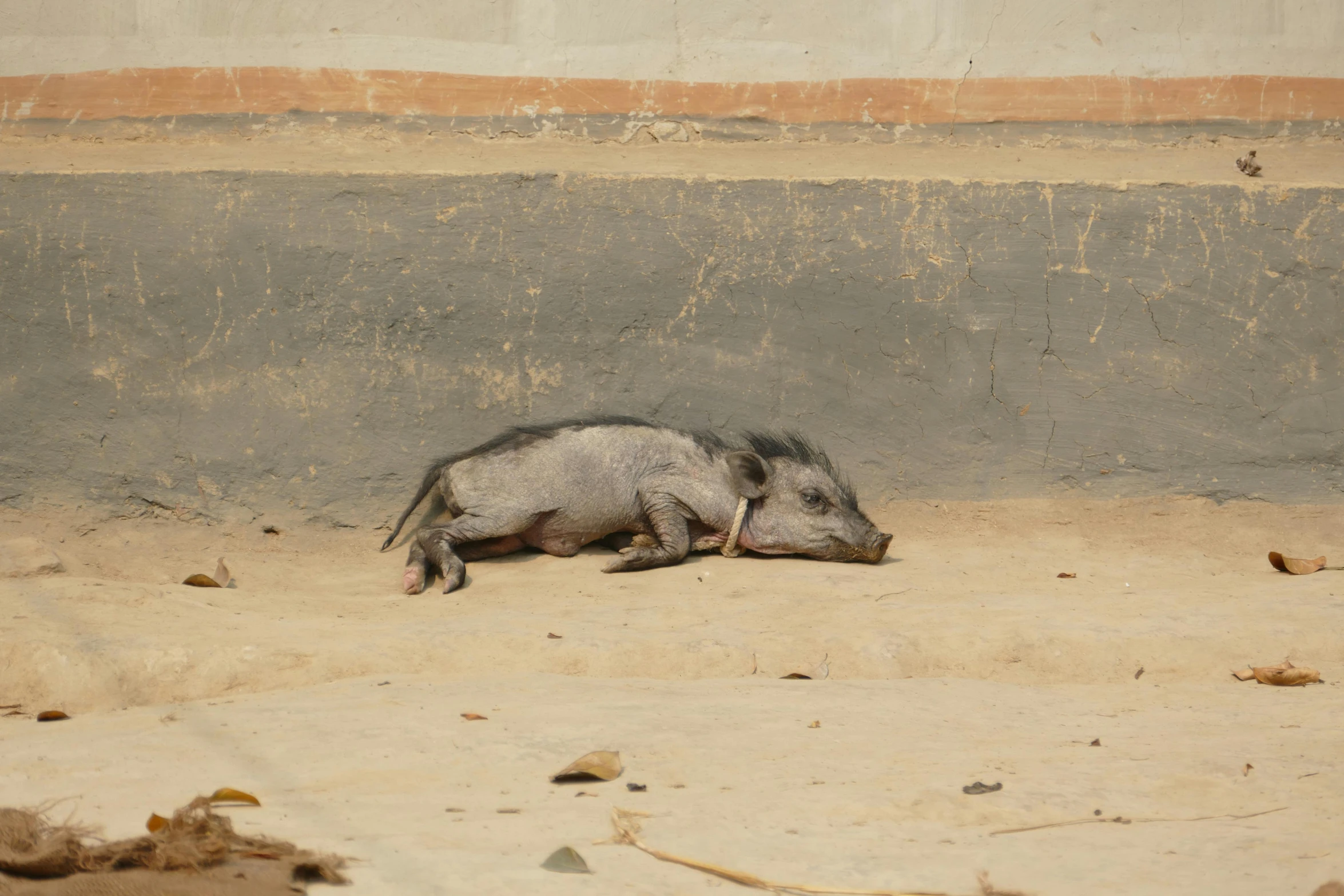 an animal sitting in a room next to a wall